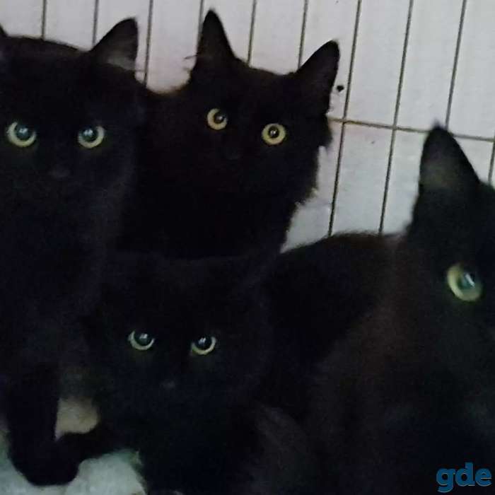 Котята бесплатно., фотография 4