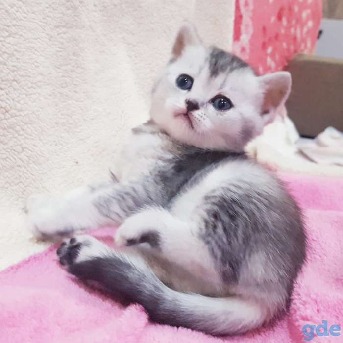 Котятки шиншиллятки,шотландские девочки., фотография 1