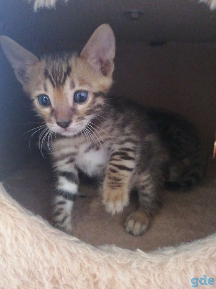Бенгальские котята, фотография 6