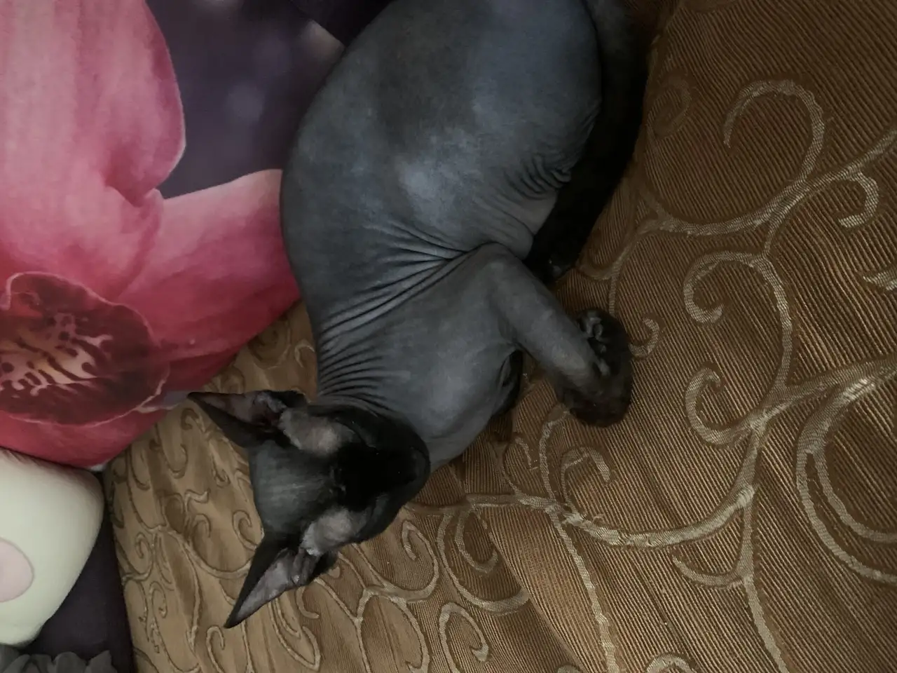 Отдам кота в хорошие руки, фотография 2