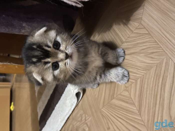Шотландские котята, фотография 1