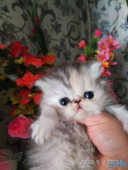 Персидские котята., фотография 4