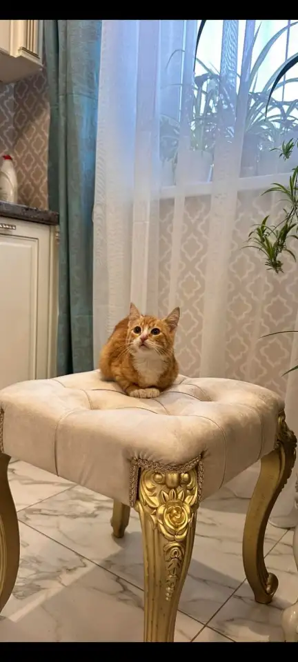 В дар ласковый прекрасный котёнок-мальчик Златик, фотография 9
