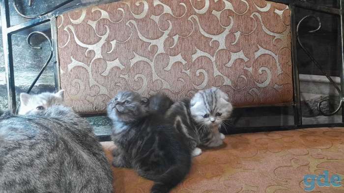 котята шотландские, фотография 11