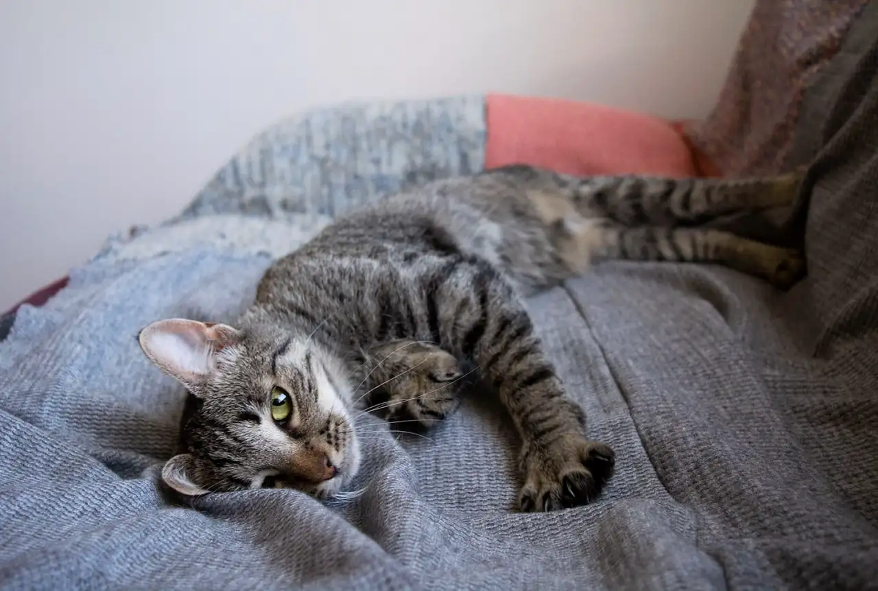 Котенок Тоффи, 7 мес., фотография 7