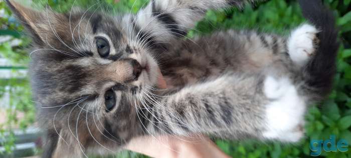 Котята, фотография 2
