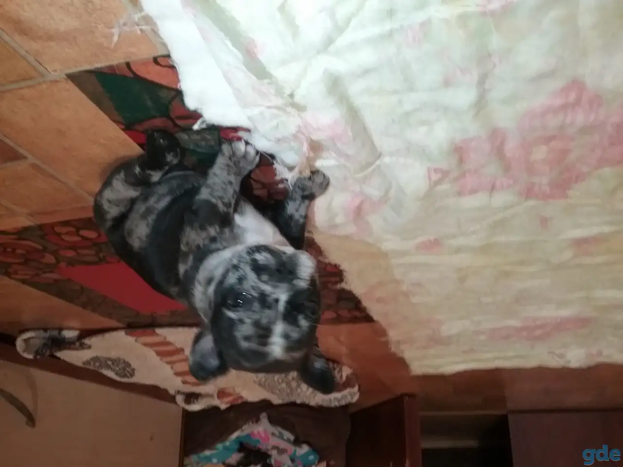 Малыши французики, фотография 2