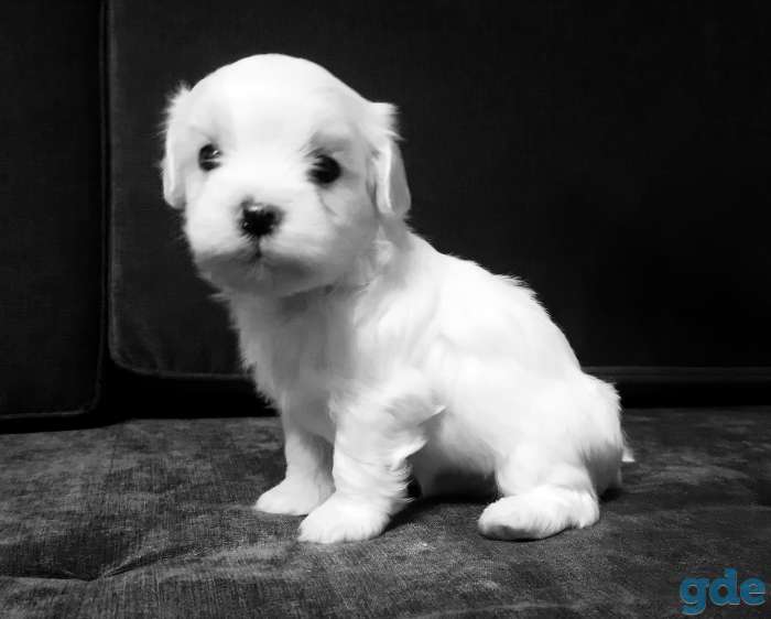 продам щенка мальтизе, фотография 4