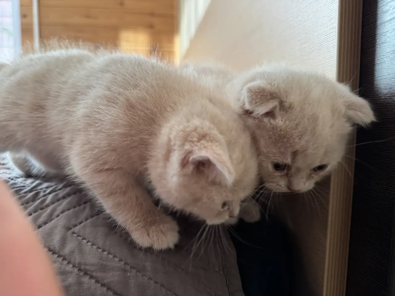 Шотландские котята, фотография 3