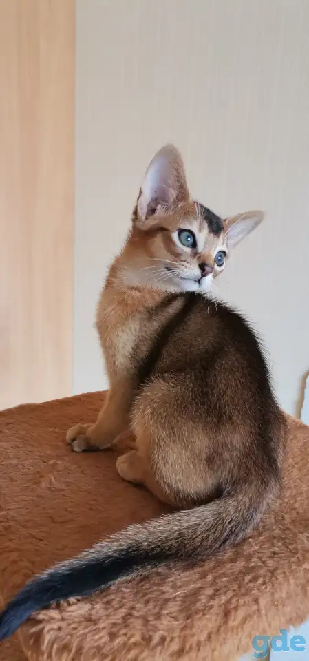 Продажа котят, фотография 2