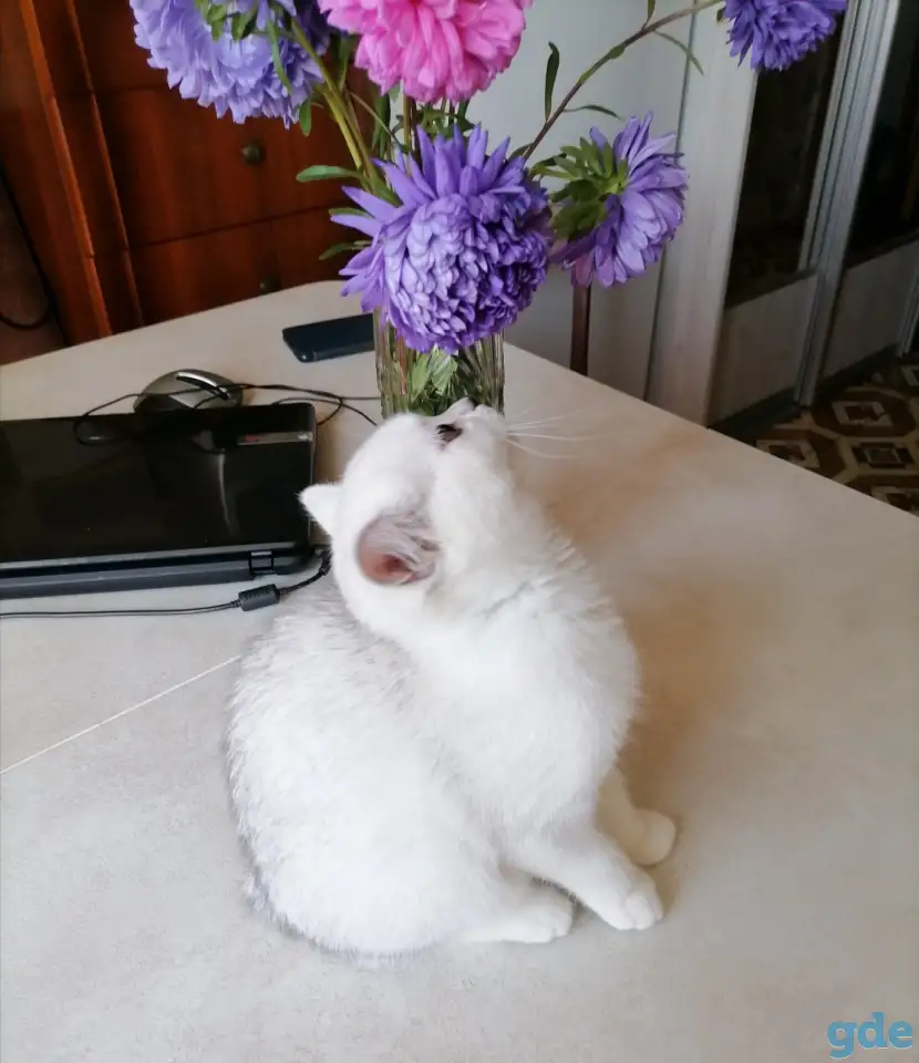 Британские серебристые котята, фотография 2