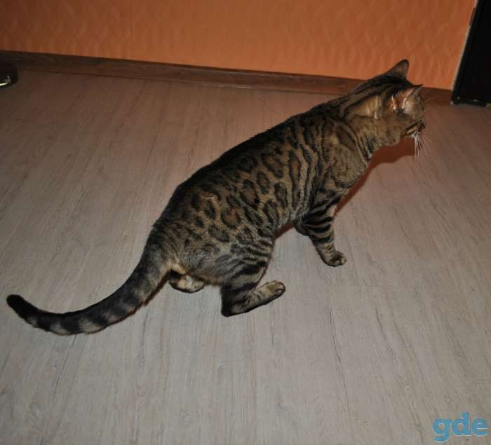 Бенгальский кот вязка, фотография 5