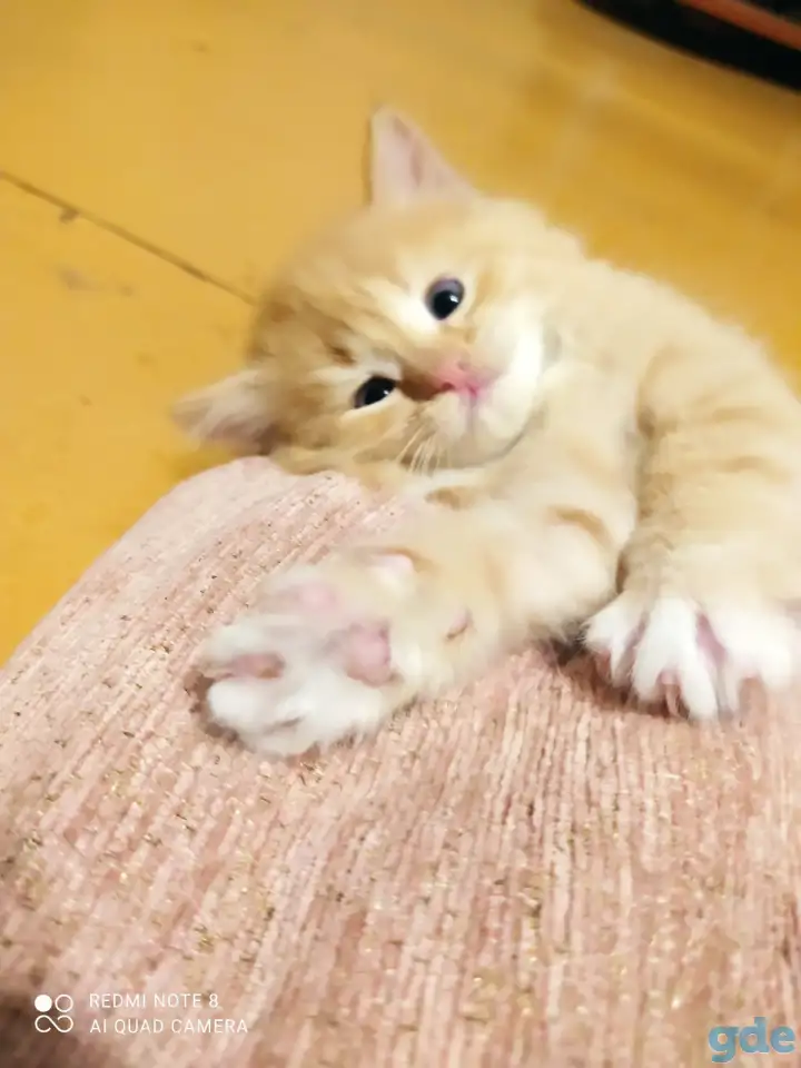 Отдам котят, фотография 7