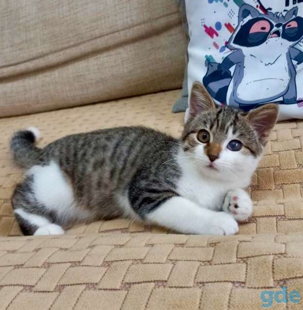 Котенок ищет дом, фотография 2
