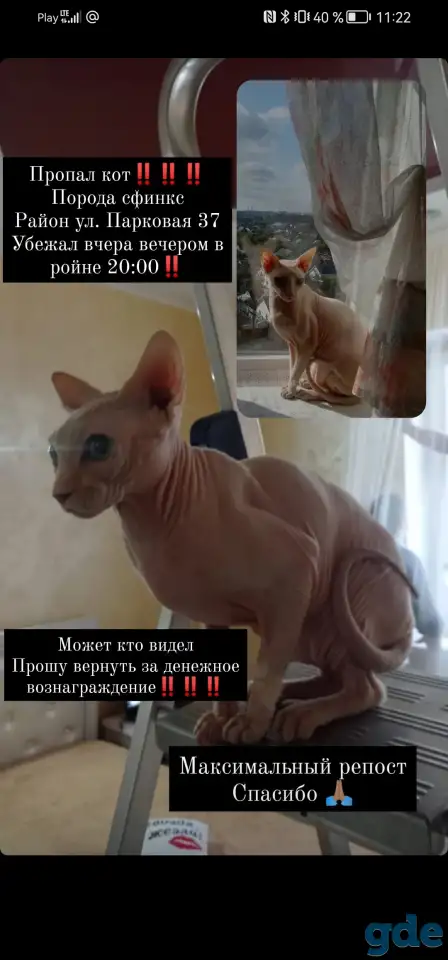 Пропал кот (сфинкс), фотография 1