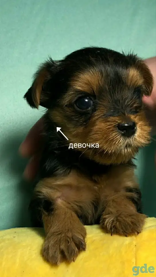 Йоркширский терьер., фотография 2