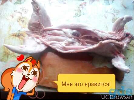 кролики бельгийский великан, фотография 1