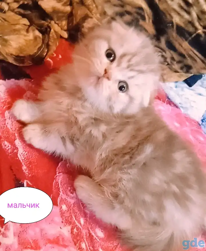 Шотландские вислоухие котята, фотография 8