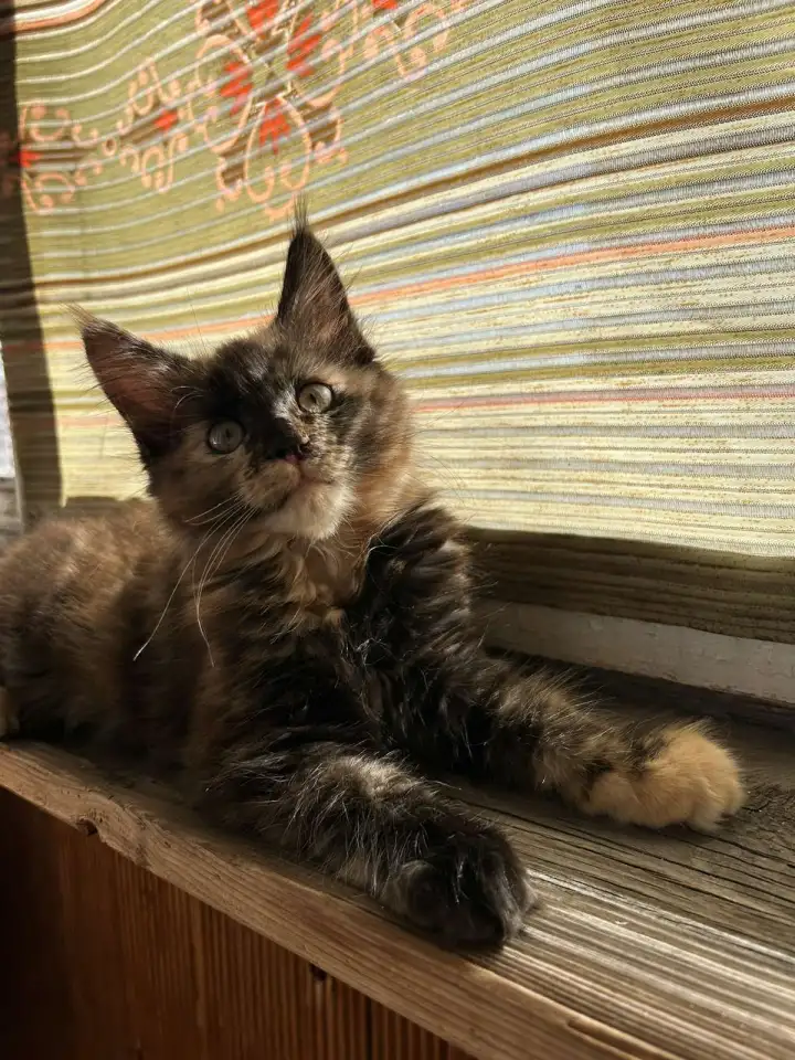 Котёнок Мейнкун, фотография 2