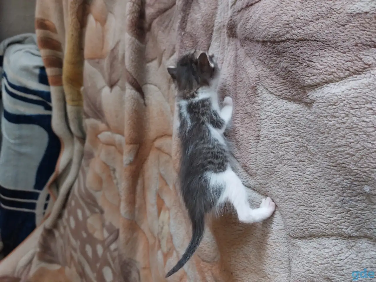 Котята в дар, фотография 10