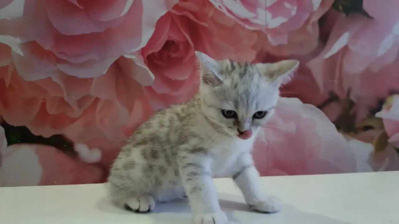 Шотландский котёнок, фотография 4