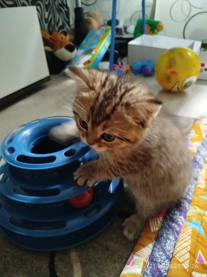 Шотландские котята, фотография 7