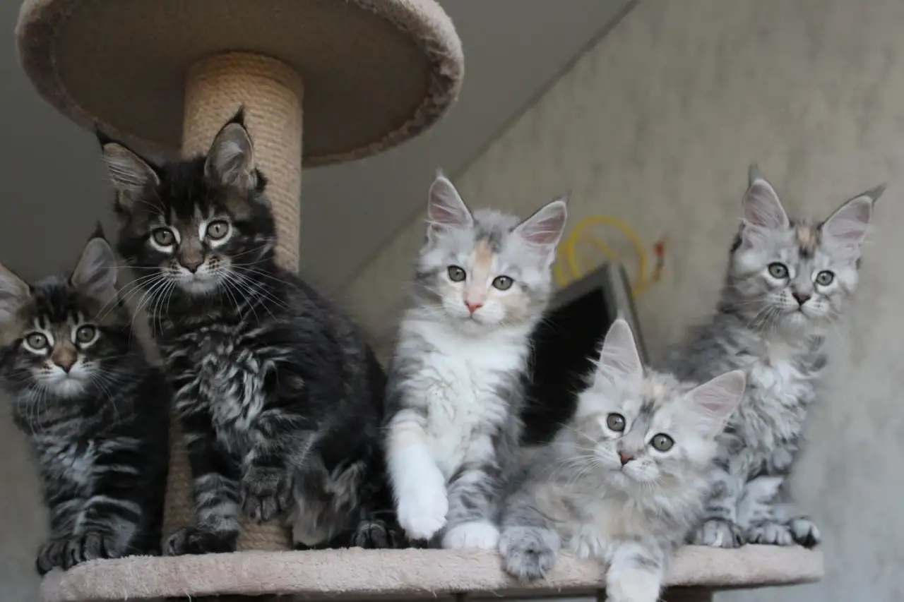 Котята мейн-кун!, фотография 2