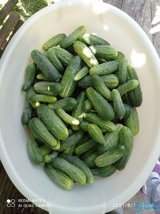 Продам огурцы 1руб за кг., фотография 1