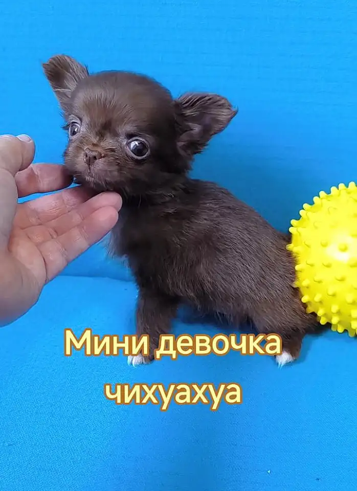 Чихуахуа мини девочка шоколадная есть очень красивые мальчики, фотография 1