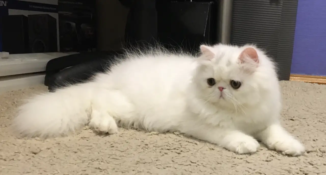 Белый персидский котёнок, фотография 4