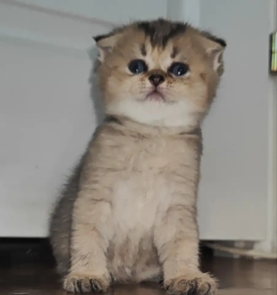 Шотландские котята, фотография 2