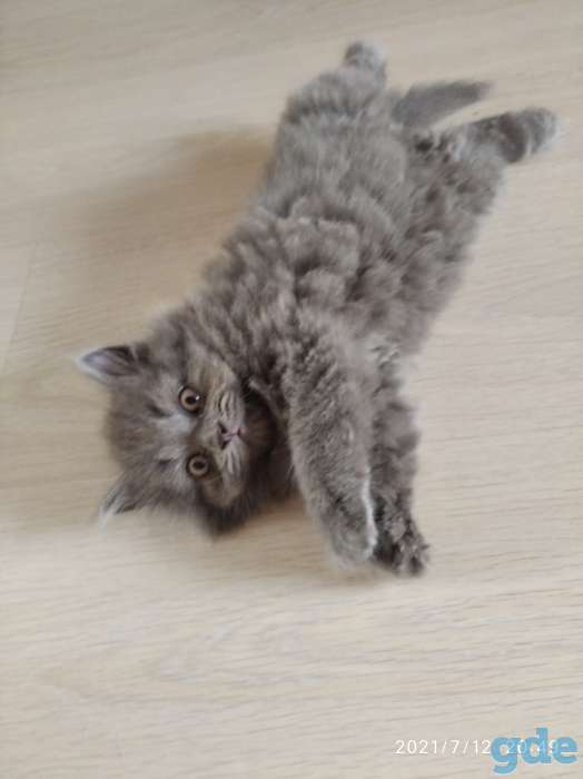 Чистокровные британские котята, фотография 2