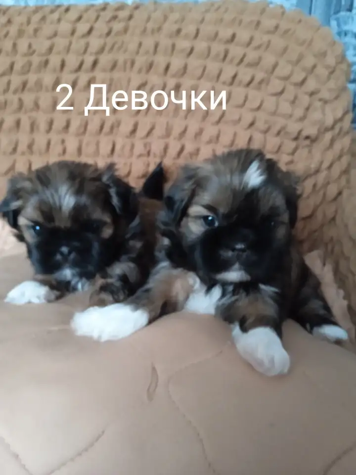 Продам щенков ши-тцу, фотография 1