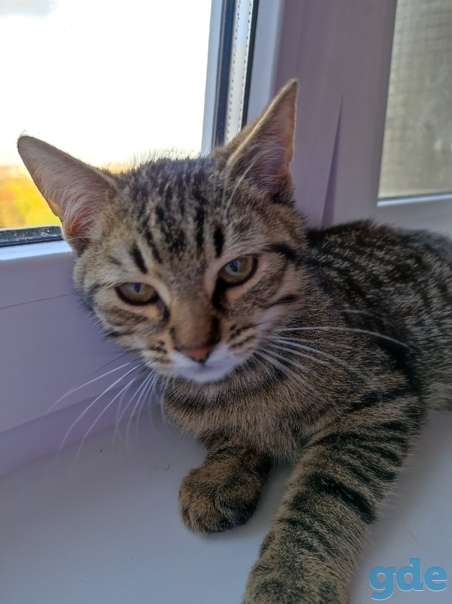 Котенок ищет дом, фотография 3
