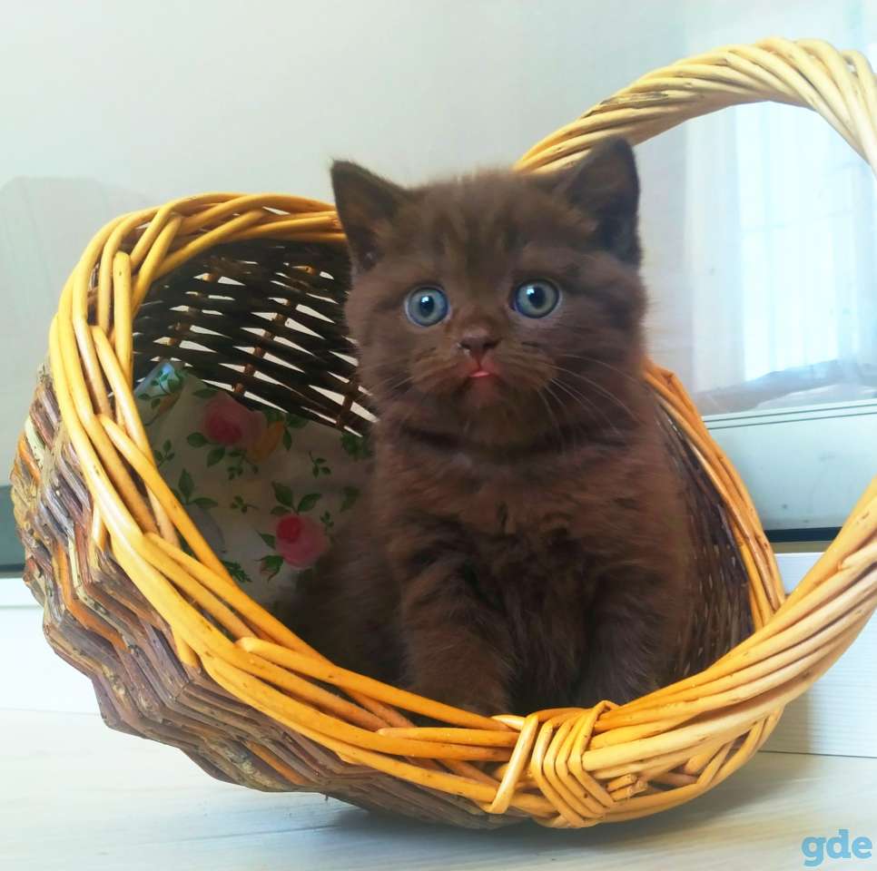 Британский котенок от папы чемпиона, фотография 2