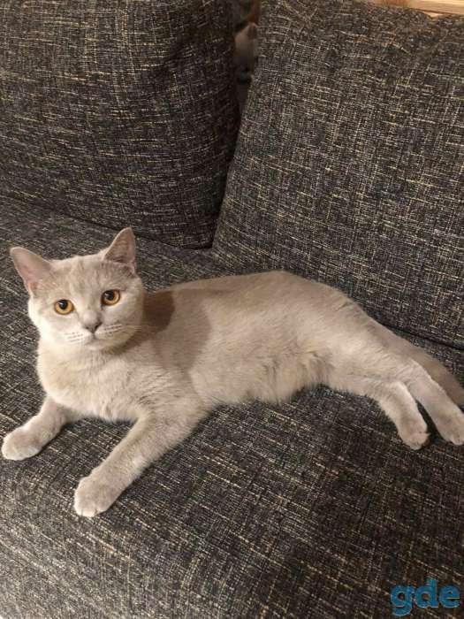 Продажа британских котят, фотография 6