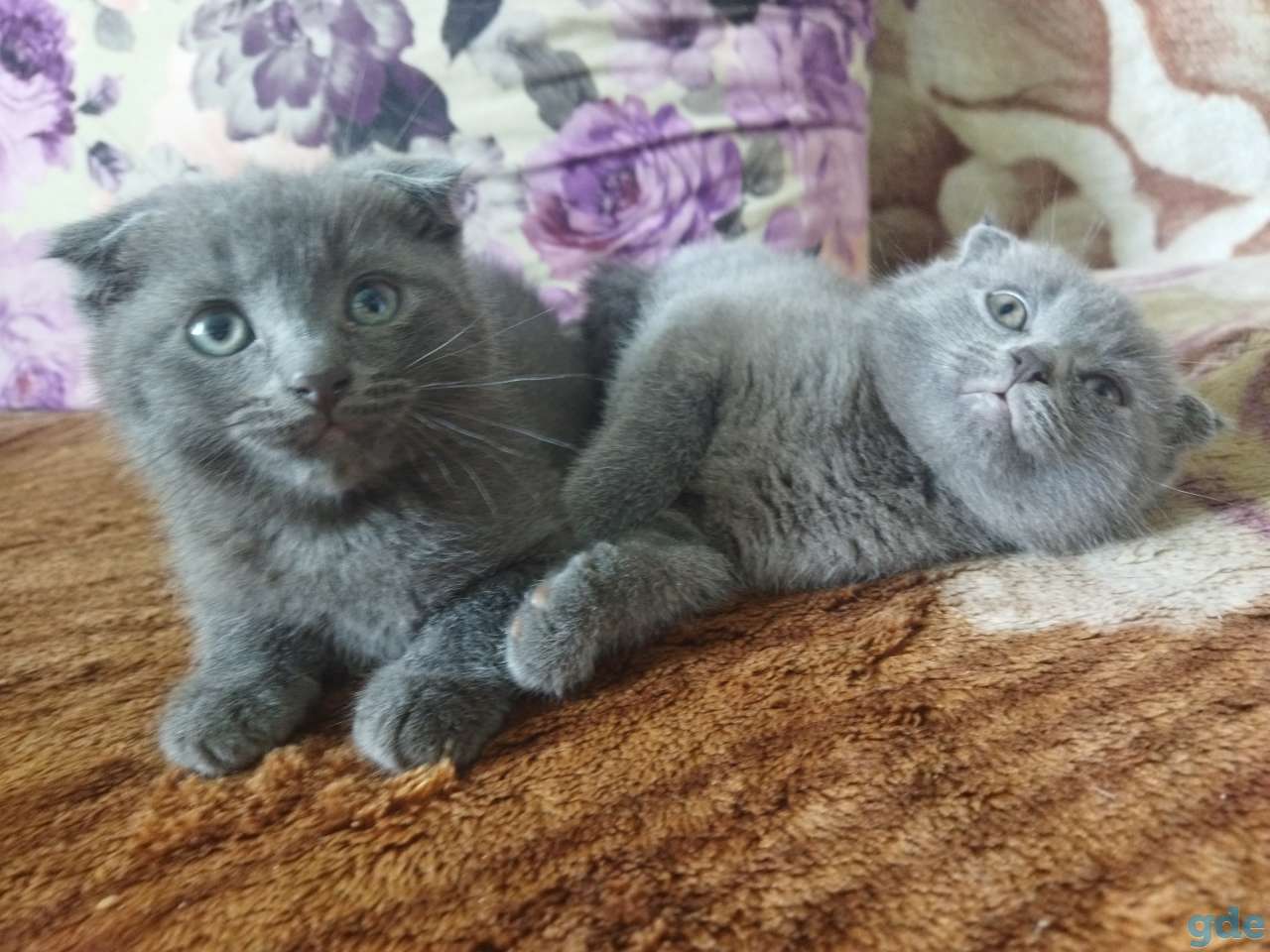 Продам котят, фотография 3