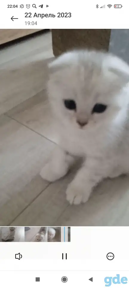 Шотландские котята серебристая шиншилла, фотография 2