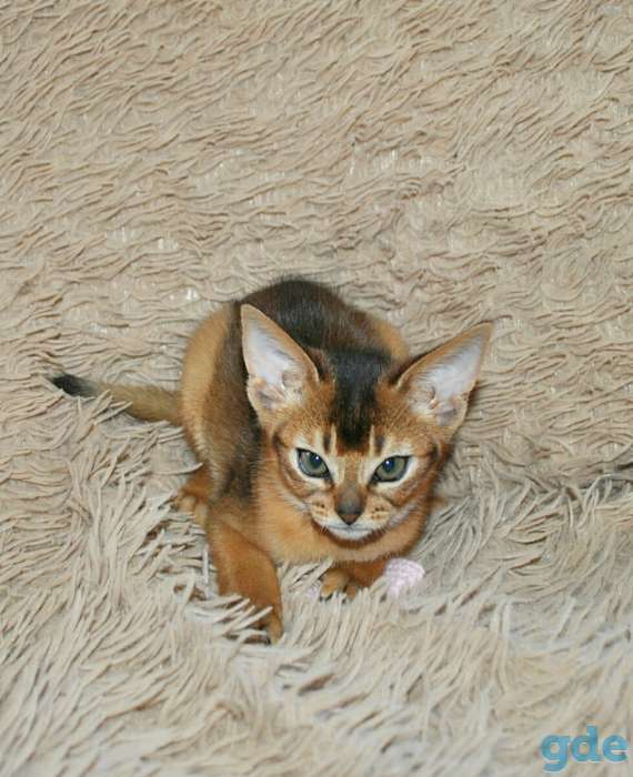 Абиссинский котенок, фотография 6