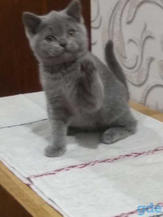 Очаровательные британские котята, фотография 3