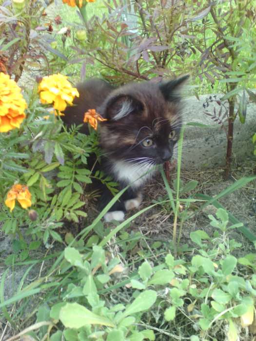 Пушистые котята в дар, фотография 3