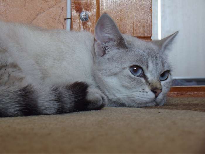 британские котята, фотография 8