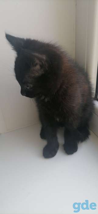 Котята даром, фотография 7