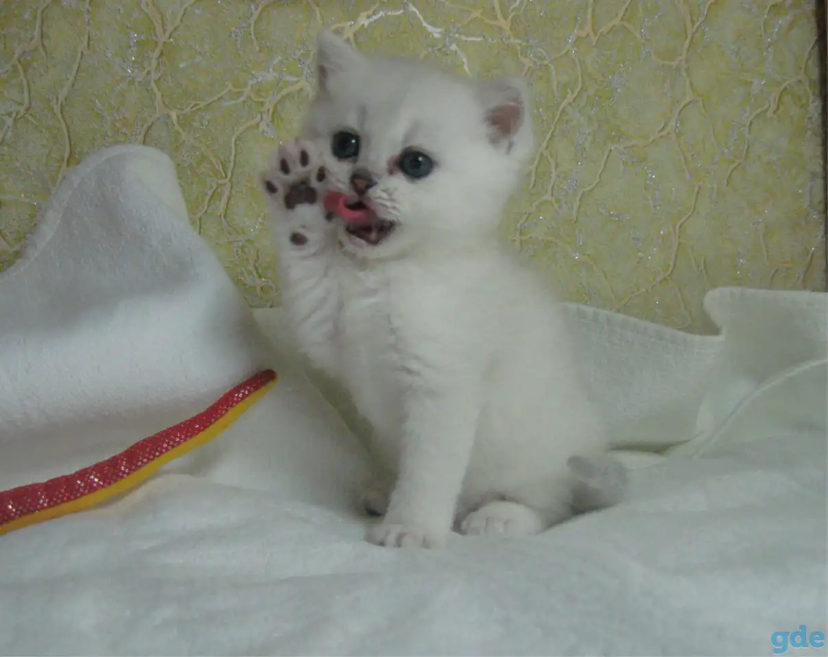 Британские котята, фотография 2