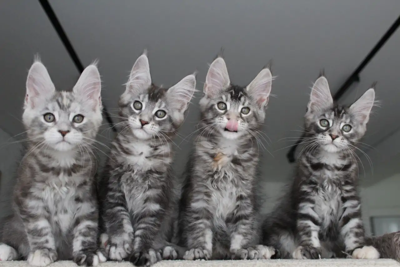 Мейн кун котята!, фотография 1