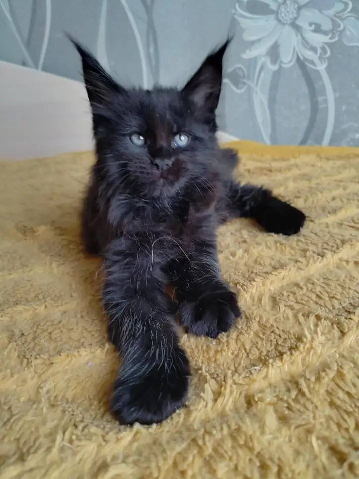 Мейн кун котята, фотография 8