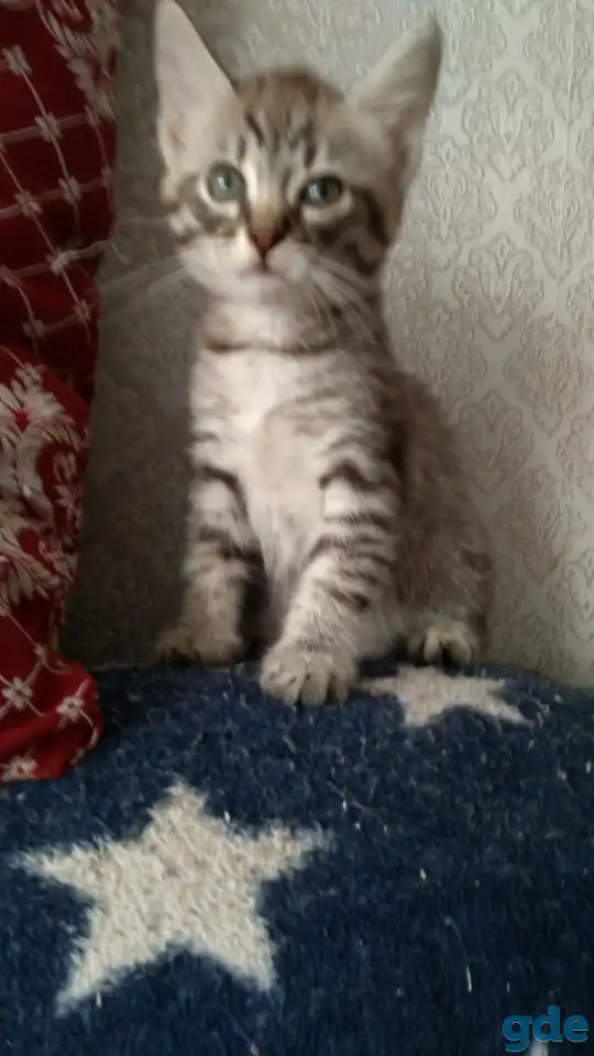 Котёнок в добрые руки, фотография 1