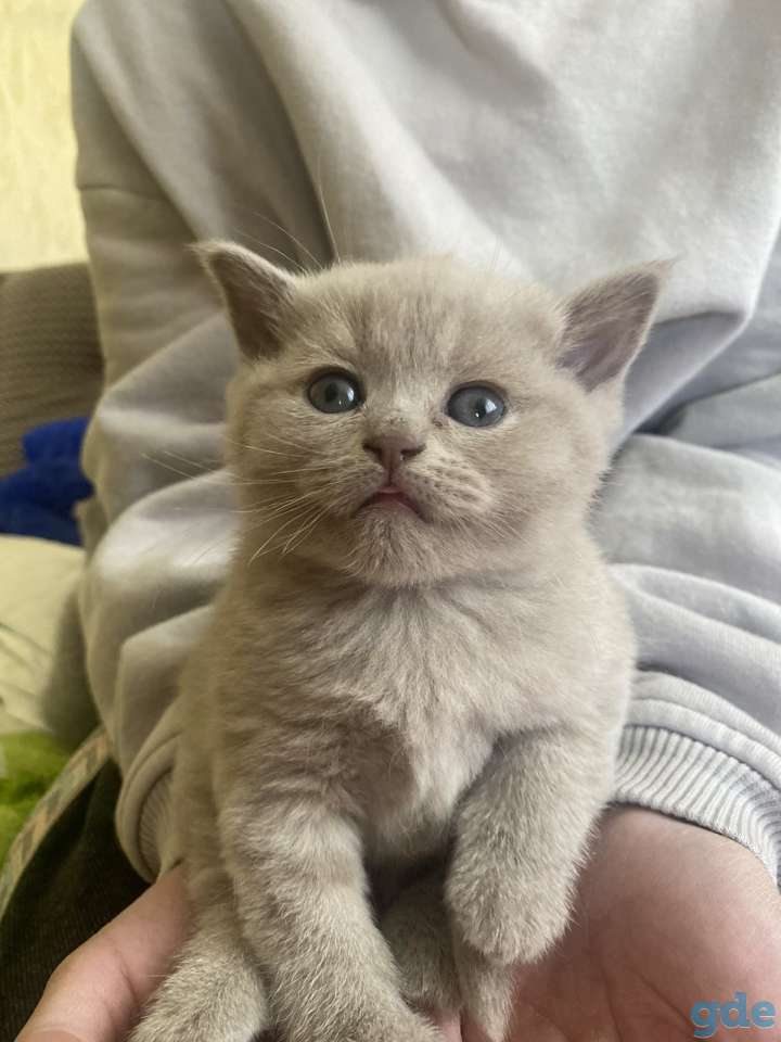 Британские котята, фотография 1