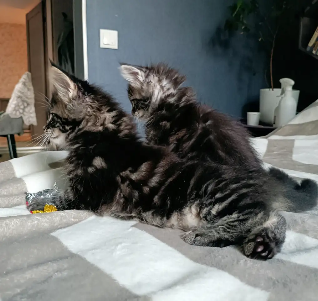 Котята Мейн-кун, фотография 7