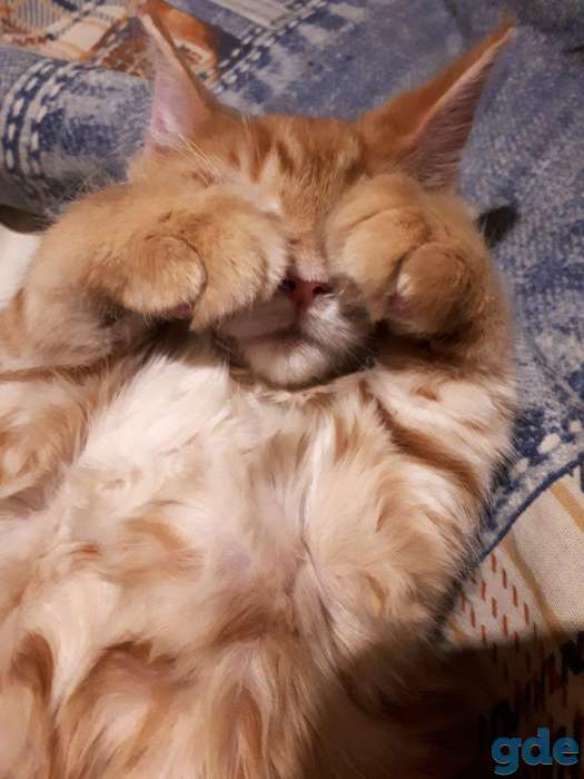Котята Мейн КУН, фотография 7